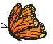 butterfly